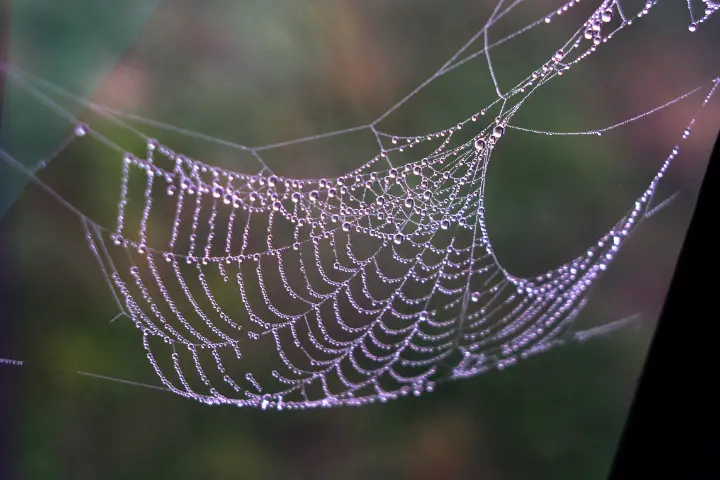 Ponto de orvalho formado em uma teia de Aranha